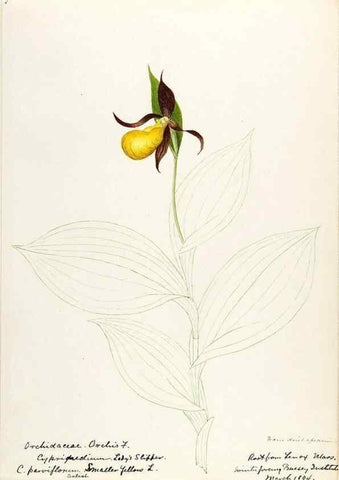 Reproducción/Reproduction 48787811251: [Water-color sketches of plants of North America and Europe]. . 