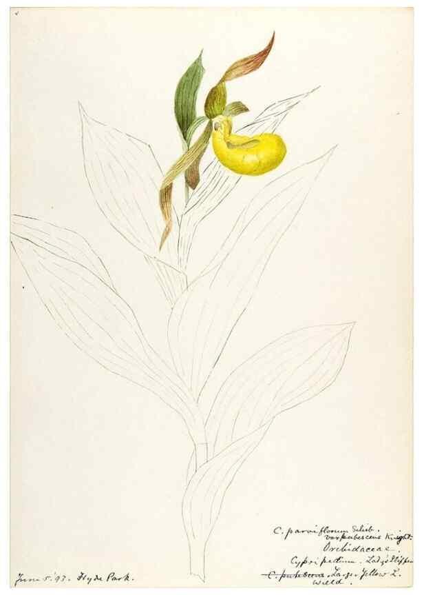 Reproducción/Reproduction 48787961102: [Water-color sketches of plants of North America and Europe]. . 