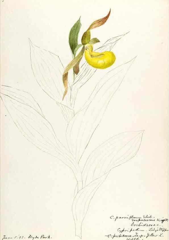 Reproducción/Reproduction 48787961102: [Water-color sketches of plants of North America and Europe]. . 