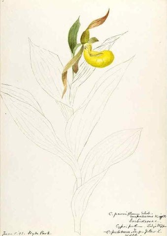 Reproducción/Reproduction 48787961102: [Water-color sketches of plants of North America and Europe]. . 