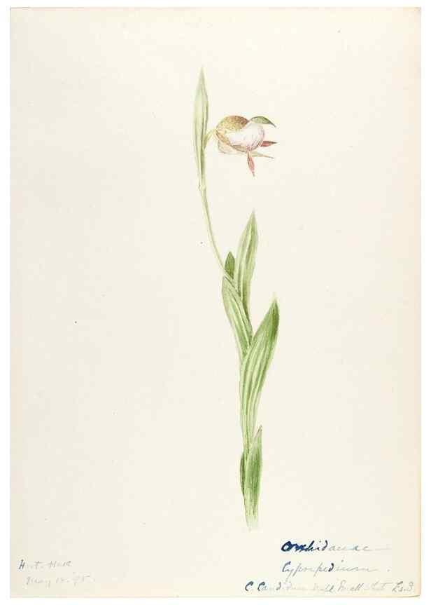 Reproducción/Reproduction 48787811931: [Water-color sketches of plants of North America and Europe]. . 