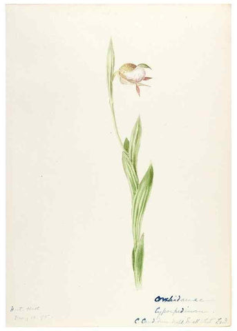 Reproducción/Reproduction 48787811931: [Water-color sketches of plants of North America and Europe]. . 