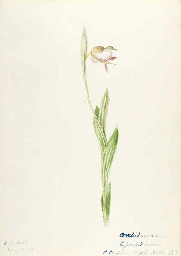Reproducción/Reproduction 48787811931: [Water-color sketches of plants of North America and Europe]. . 