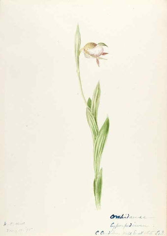 Reproducción/Reproduction 48787811931: [Water-color sketches of plants of North America and Europe]. . 