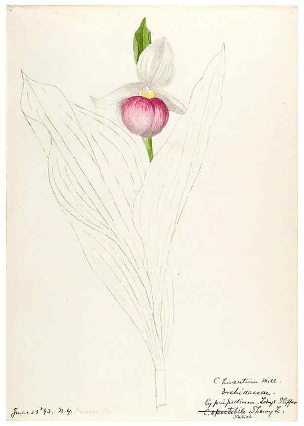 Reproducción/Reproduction 48787812231: [Water-color sketches of plants of North America and Europe]. . 