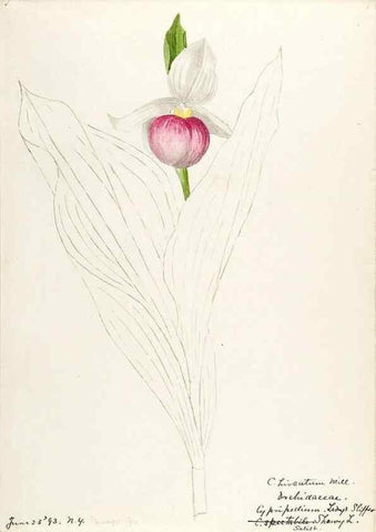 Reproducción/Reproduction 48787812231: [Water-color sketches of plants of North America and Europe]. . 