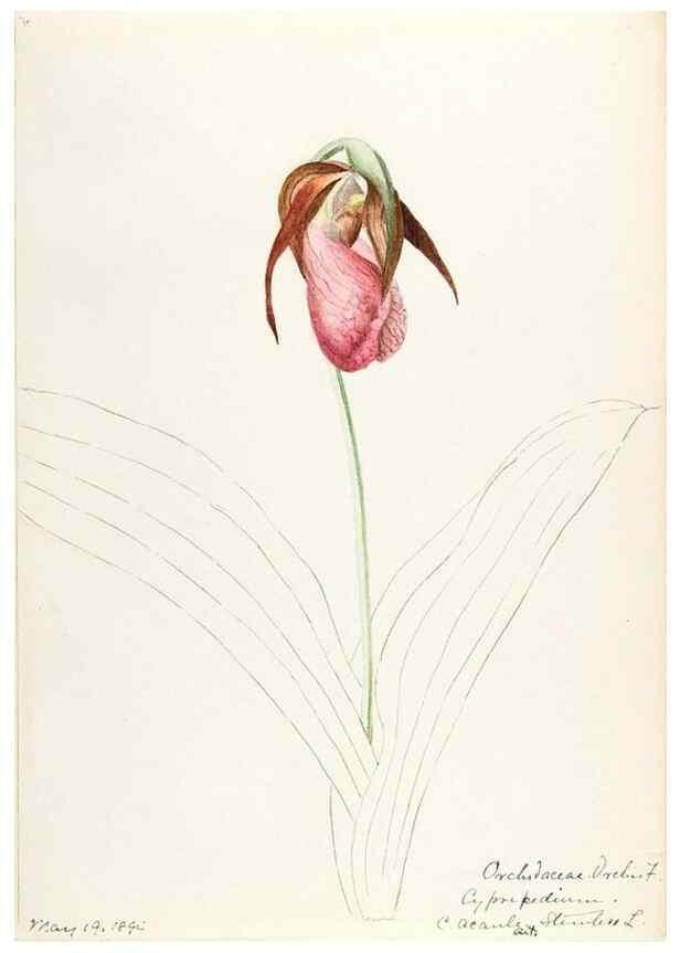 Reproducción/Reproduction 48787812681: [Water-color sketches of plants of North America and Europe]. . 