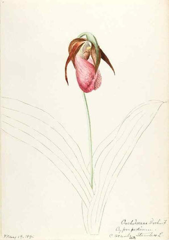 Reproducción/Reproduction 48787812681: [Water-color sketches of plants of North America and Europe]. . 
