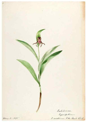 Reproducción/Reproduction 48787959707: [Water-color sketches of plants of North America and Europe]. . 