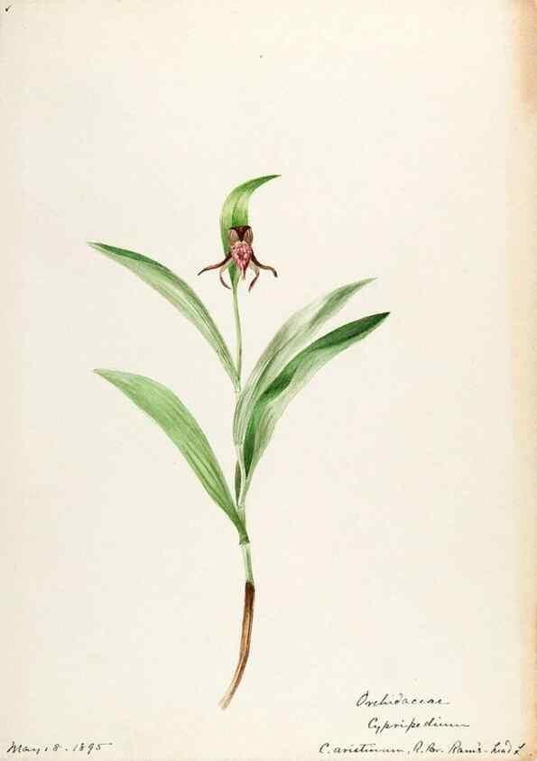 Reproducción/Reproduction 48787959707: [Water-color sketches of plants of North America and Europe]. . 