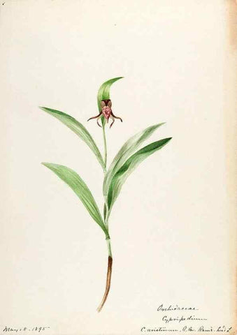Reproducción/Reproduction 48787959707: [Water-color sketches of plants of North America and Europe]. . 