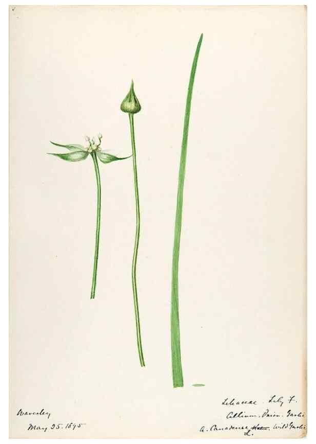 Reproducción/Reproduction 48787415048: [Water-color sketches of plants of North America and Europe]. . 
