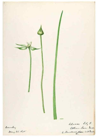 Reproducción/Reproduction 48787415048: [Water-color sketches of plants of North America and Europe]. . 