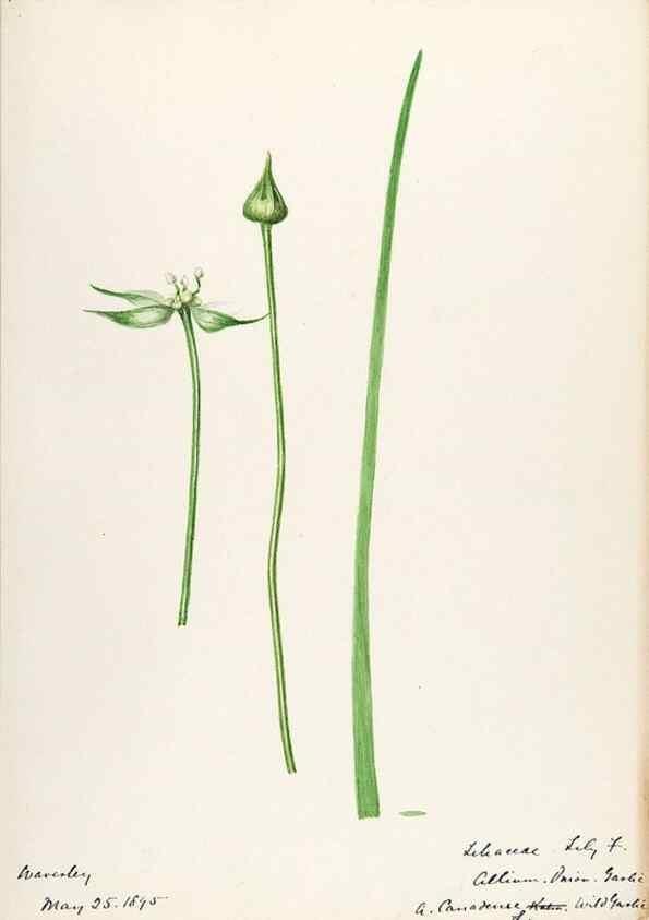 Reproducción/Reproduction 48787415048: [Water-color sketches of plants of North America and Europe]. . 