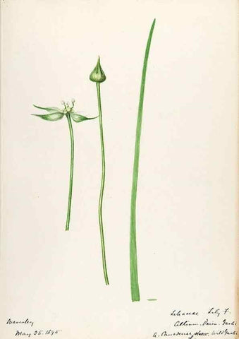 Reproducción/Reproduction 48787415048: [Water-color sketches of plants of North America and Europe]. . 