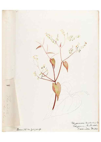 Reproducción/Reproduction 48788136332: [Water-color sketches of plants of North America and Europe]. . 