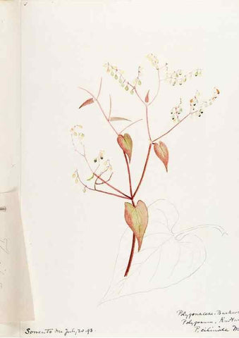 Reproducción/Reproduction 48788136332: [Water-color sketches of plants of North America and Europe]. . 
