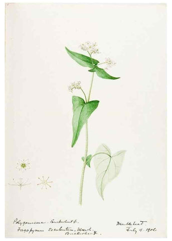 Reproducción/Reproduction 48787625983: [Water-color sketches of plants of North America and Europe]. . 