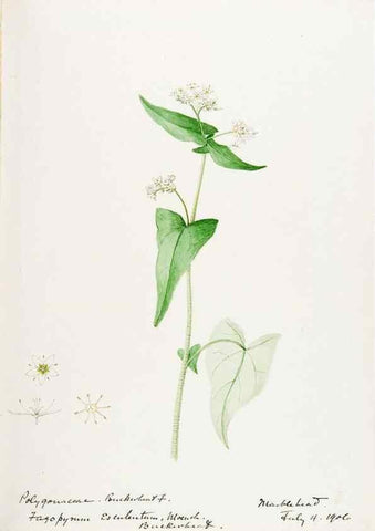 Reproducción/Reproduction 48787625983: [Water-color sketches of plants of North America and Europe]. . 