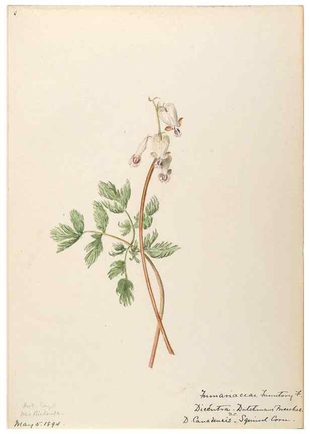 Reproducción/Reproduction 48787859673: [Water-color sketches of plants of North America and Europe]. . 