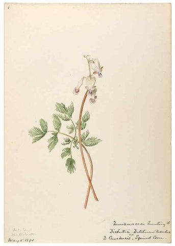 Reproducción/Reproduction 48787859673: [Water-color sketches of plants of North America and Europe]. . 