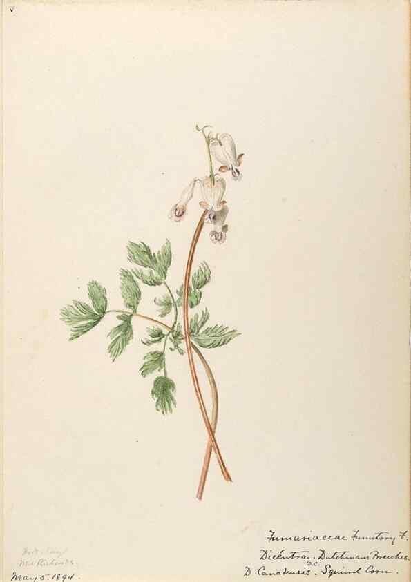 Reproducción/Reproduction 48787859673: [Water-color sketches of plants of North America and Europe]. . 