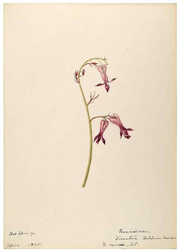 Reproducción/Reproduction 48788368117: [Water-color sketches of plants of North America and Europe]. . 