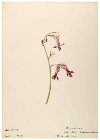 Reproducción/Reproduction 48788368117: [Water-color sketches of plants of North America and Europe]. . 