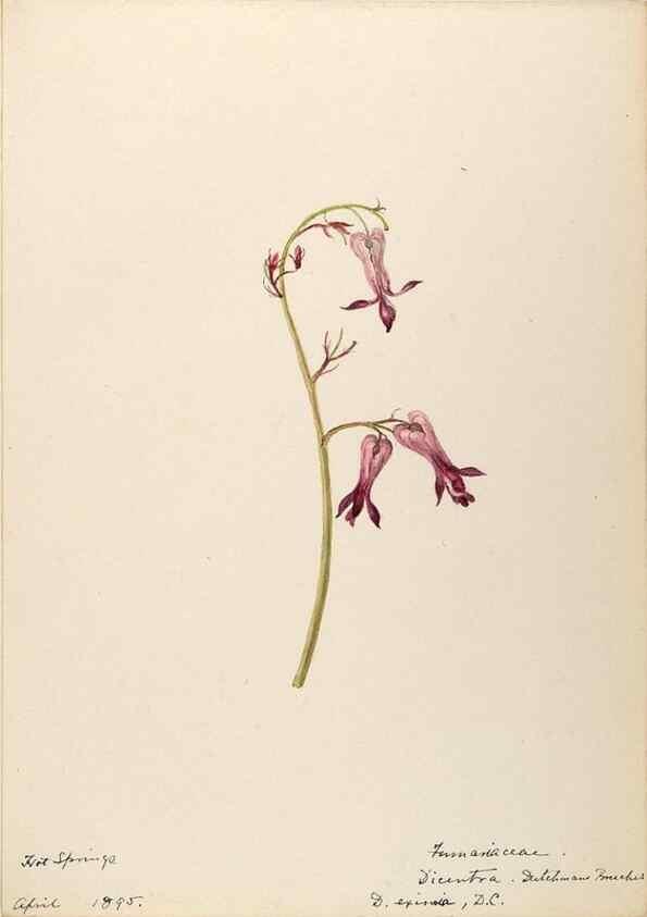 Reproducción/Reproduction 48788368117: [Water-color sketches of plants of North America and Europe]. . 