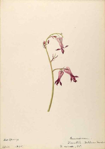 Reproducción/Reproduction 48788368117: [Water-color sketches of plants of North America and Europe]. . 