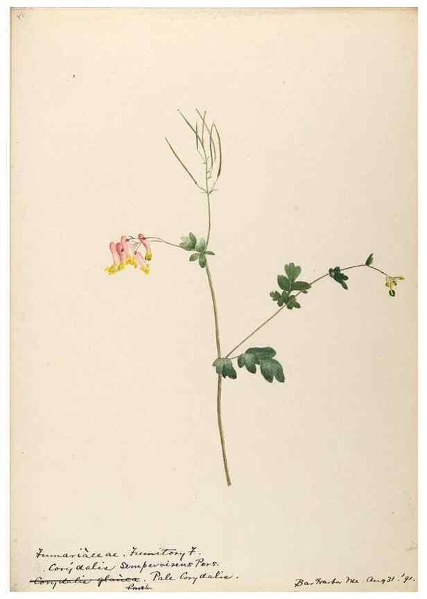 Reproducción/Reproduction 48788368397: [Water-color sketches of plants of North America and Europe]. . 