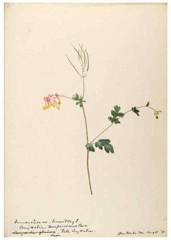 Reproducción/Reproduction 48788368397: [Water-color sketches of plants of North America and Europe]. . 