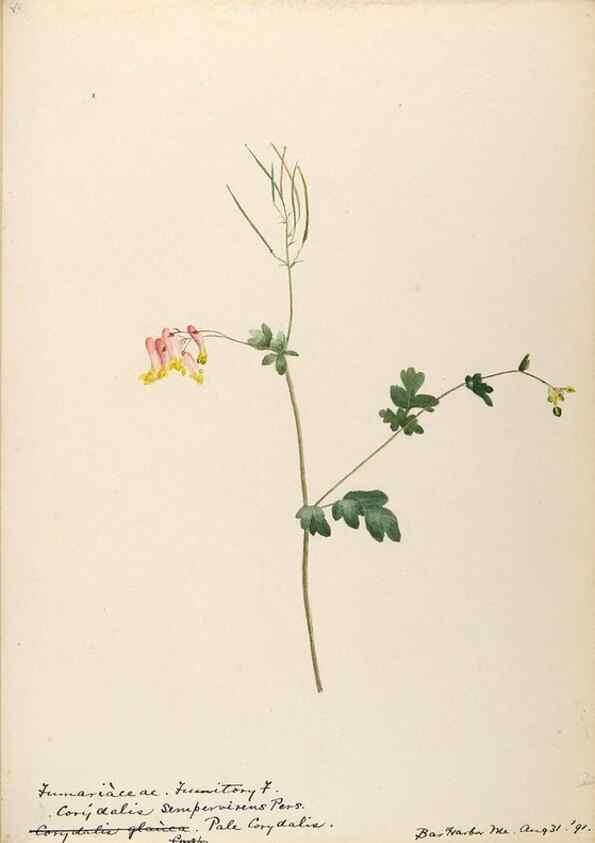 Reproducción/Reproduction 48788368397: [Water-color sketches of plants of North America and Europe]. . 