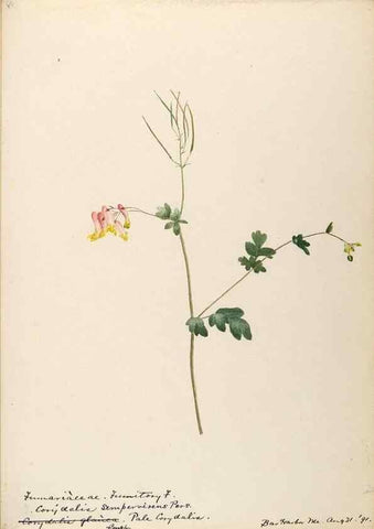 Reproducción/Reproduction 48788368397: [Water-color sketches of plants of North America and Europe]. . 