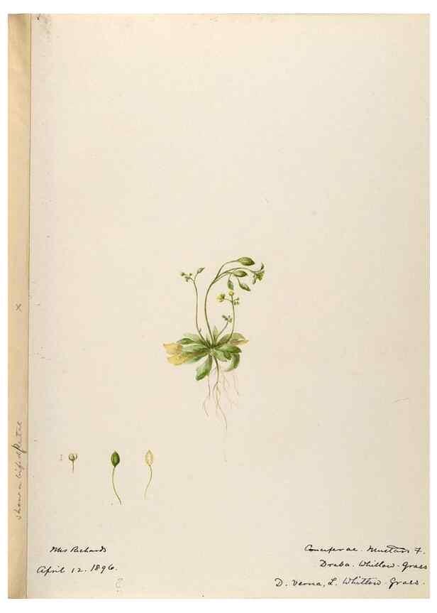 Reproducción/Reproduction 48787860543: [Water-color sketches of plants of North America and Europe]. . 