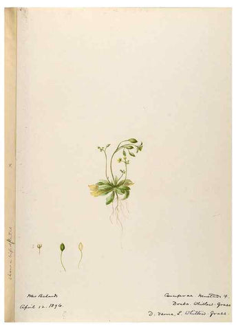 Reproducción/Reproduction 48787860543: [Water-color sketches of plants of North America and Europe]. . 