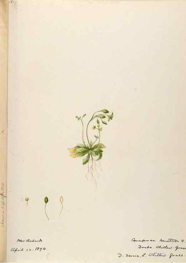 Reproducción/Reproduction 48787860543: [Water-color sketches of plants of North America and Europe]. . 