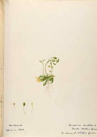 Reproducción/Reproduction 48787860543: [Water-color sketches of plants of North America and Europe]. . 