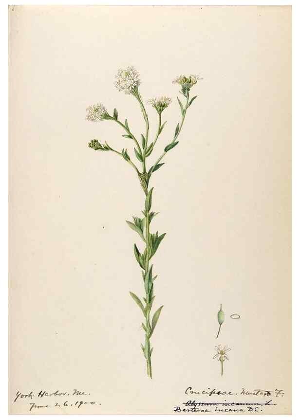 Reproducción/Reproduction 48788223926: [Water-color sketches of plants of North America and Europe]. . 
