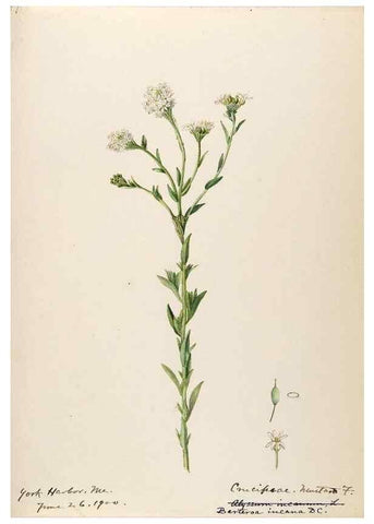 Reproducción/Reproduction 48788223926: [Water-color sketches of plants of North America and Europe]. . 