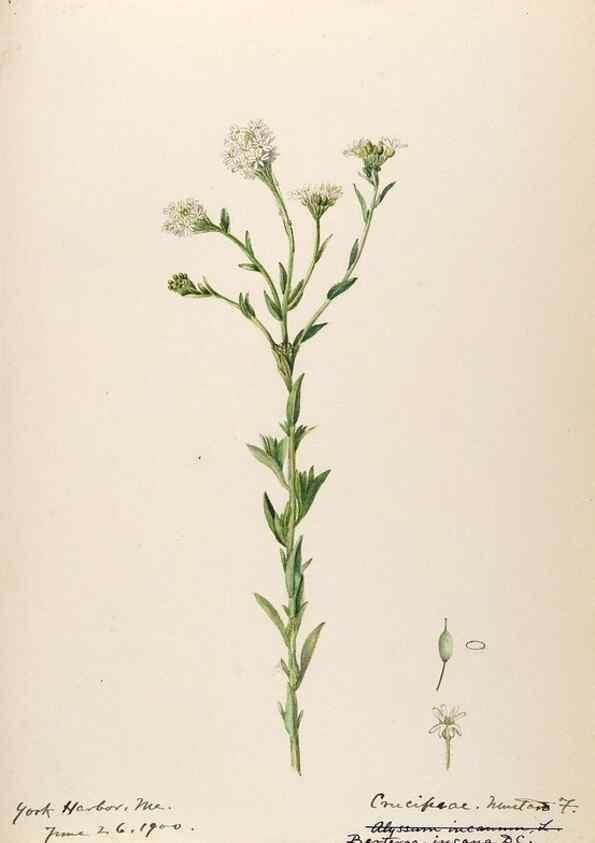 Reproducción/Reproduction 48788223926: [Water-color sketches of plants of North America and Europe]. . 