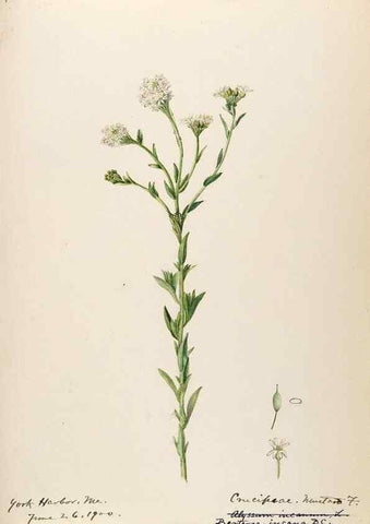 Reproducción/Reproduction 48788223926: [Water-color sketches of plants of North America and Europe]. . 