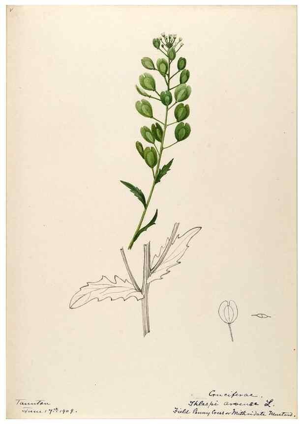 Reproducción/Reproduction 48788224286: [Water-color sketches of plants of North America and Europe]. . 