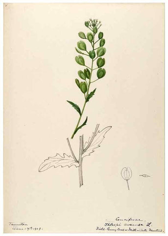 Reproducción/Reproduction 48788224286: [Water-color sketches of plants of North America and Europe]. . 