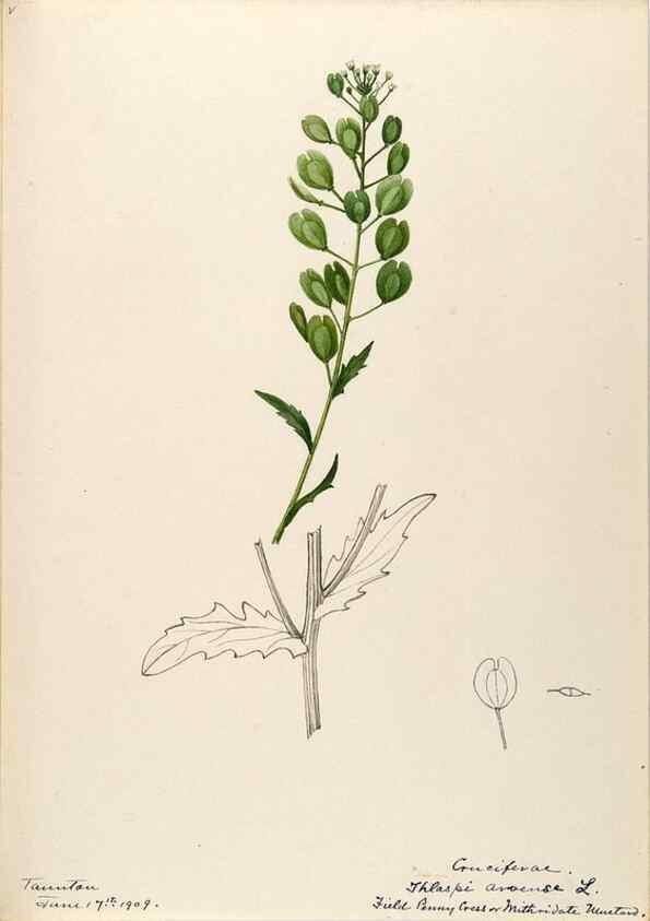 Reproducción/Reproduction 48788224286: [Water-color sketches of plants of North America and Europe]. . 