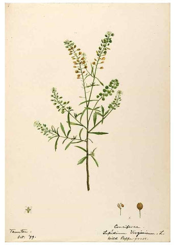 Reproducción/Reproduction 48787861558: [Water-color sketches of plants of North America and Europe]. . 
