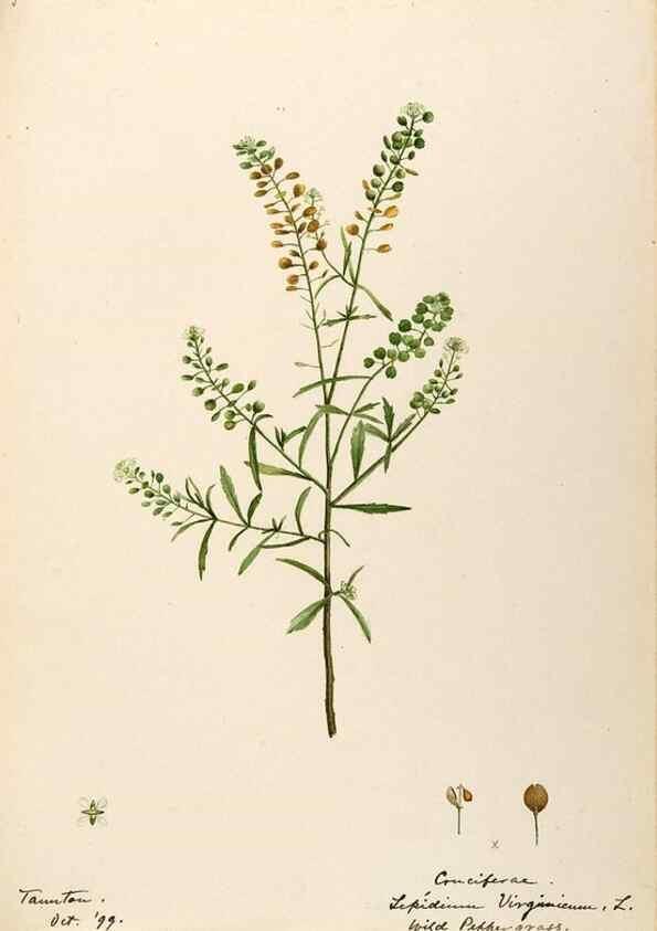 Reproducción/Reproduction 48787861558: [Water-color sketches of plants of North America and Europe]. . 