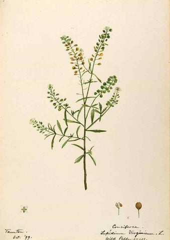 Reproducción/Reproduction 48787861558: [Water-color sketches of plants of North America and Europe]. . 
