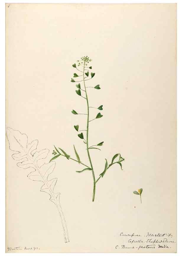 Reproducción/Reproduction 48788370017: [Water-color sketches of plants of North America and Europe]. . 