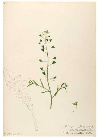 Reproducción/Reproduction 48788370017: [Water-color sketches of plants of North America and Europe]. . 